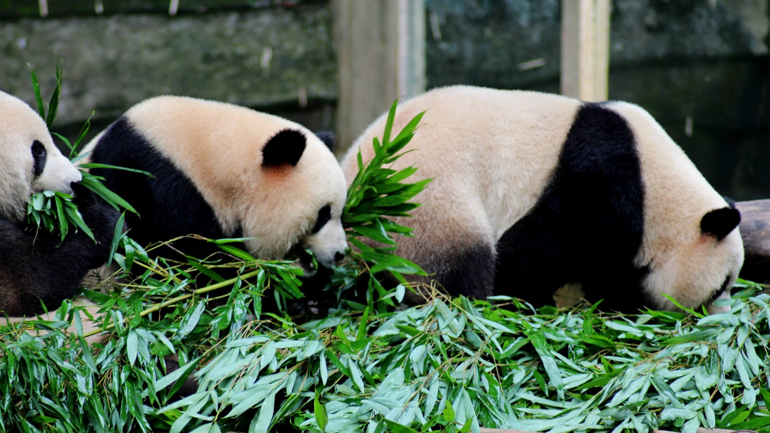 Chengdu Panda Base
