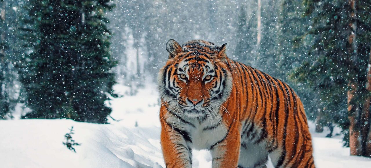 Siberian Tiger Park