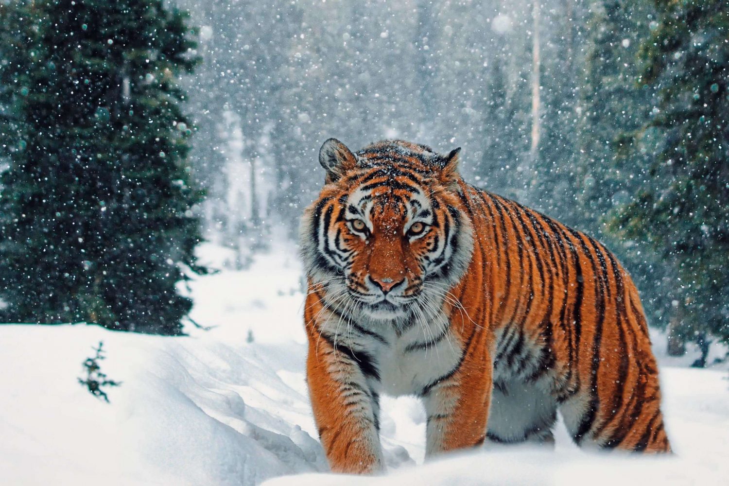 Siberian Tiger Park
