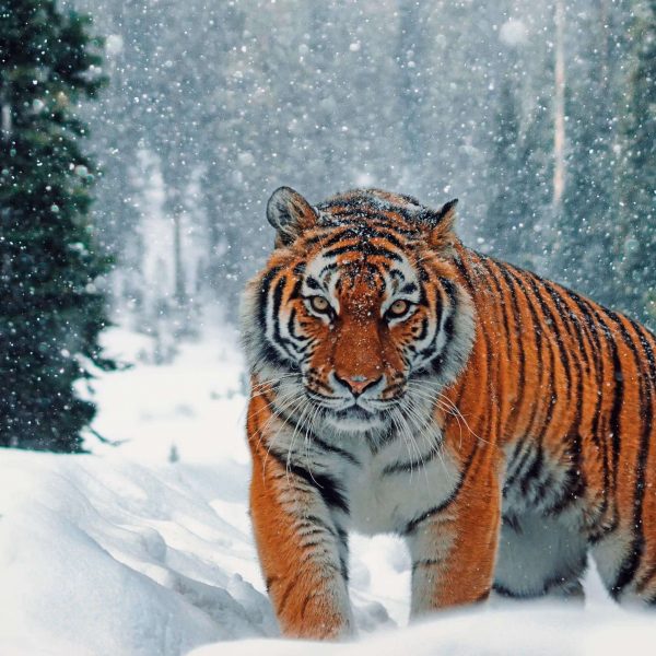 Siberian Tiger Park