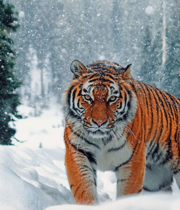 Siberian Tiger Park