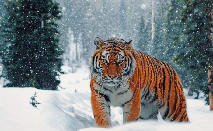 Siberian Tiger Park
