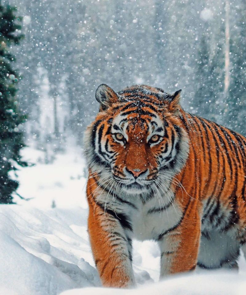 Siberian Tiger Park