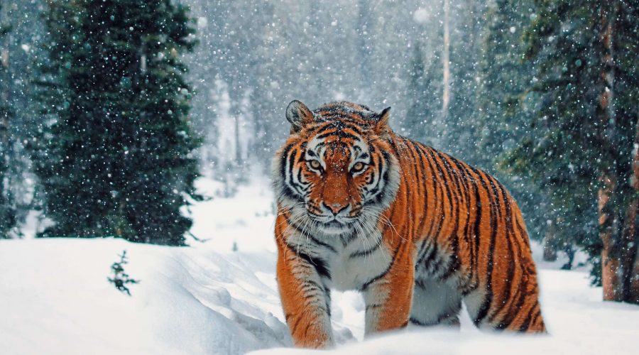 Siberian Tiger Park