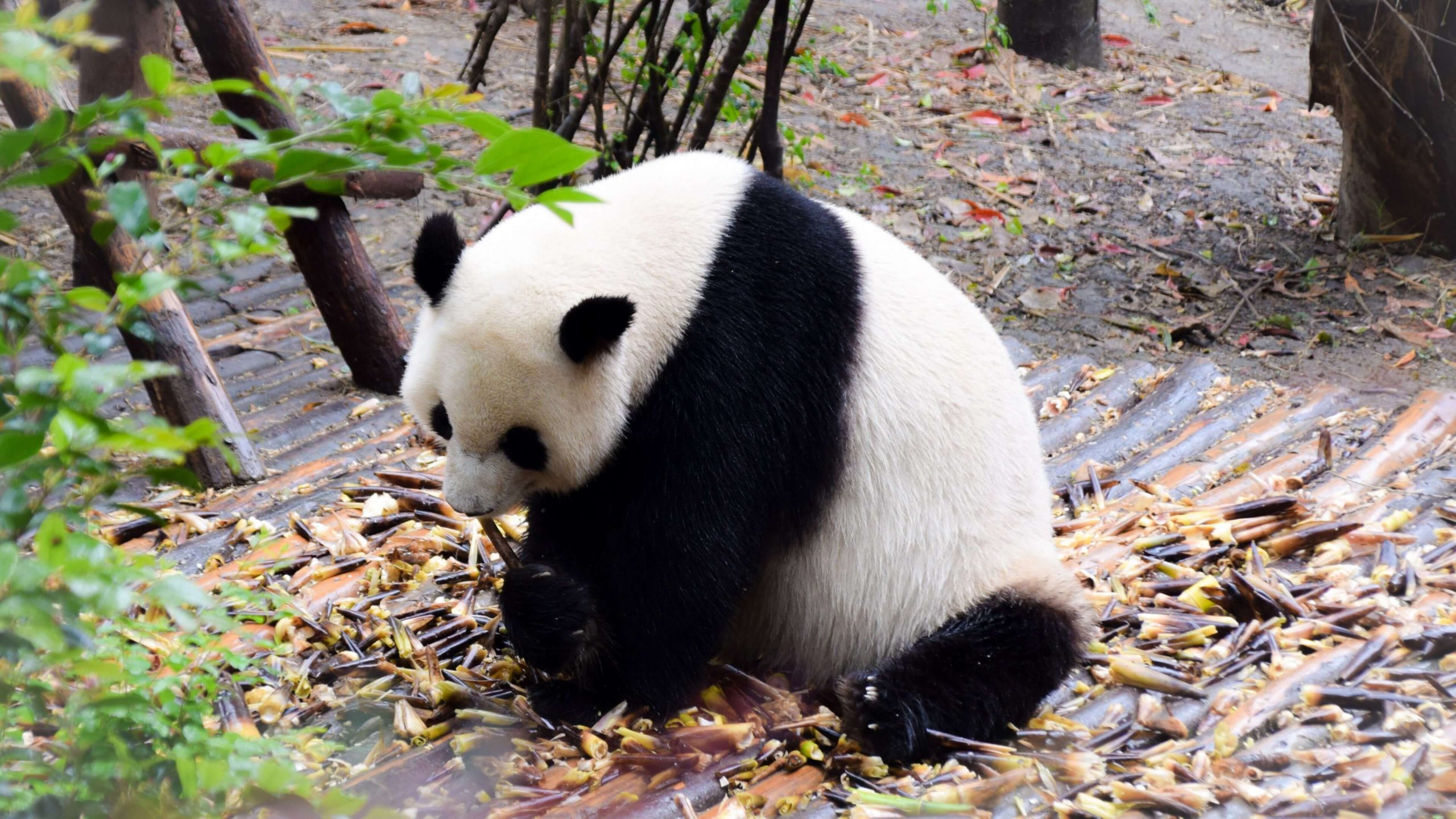 China Panda