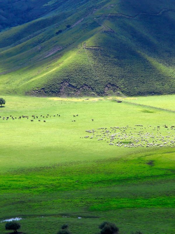 inner-mongolia