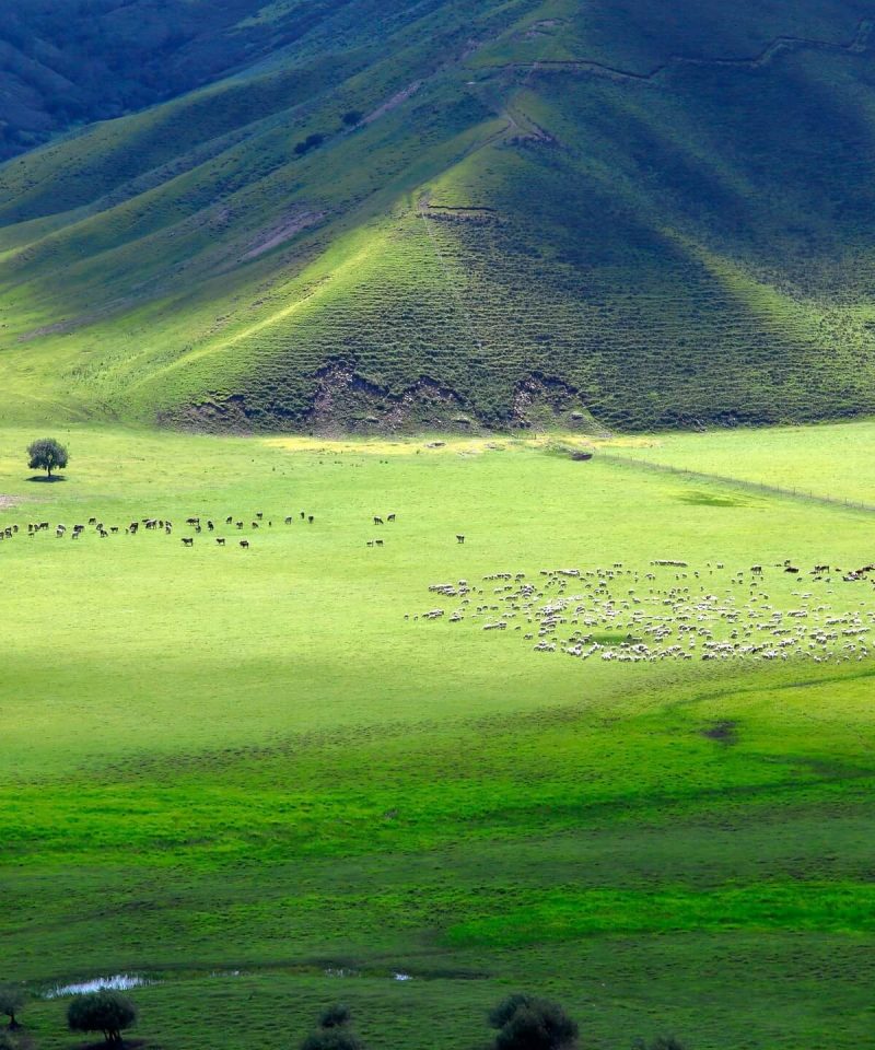 inner-mongolia